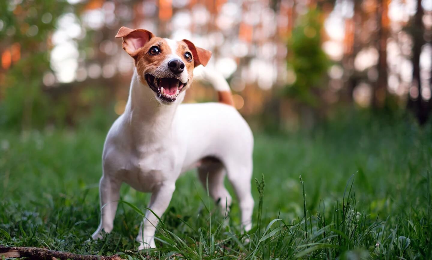 Jack Russell Terrier Özellikleri ve Bakımı