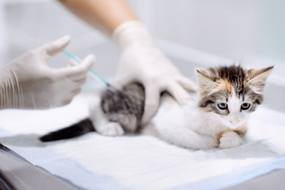 Kedi Aşı Fiyatları 2024