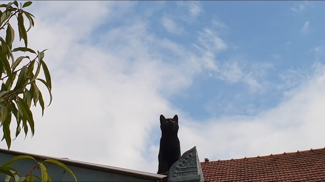 Kediler Yüksek Yerleri Neden Sever?