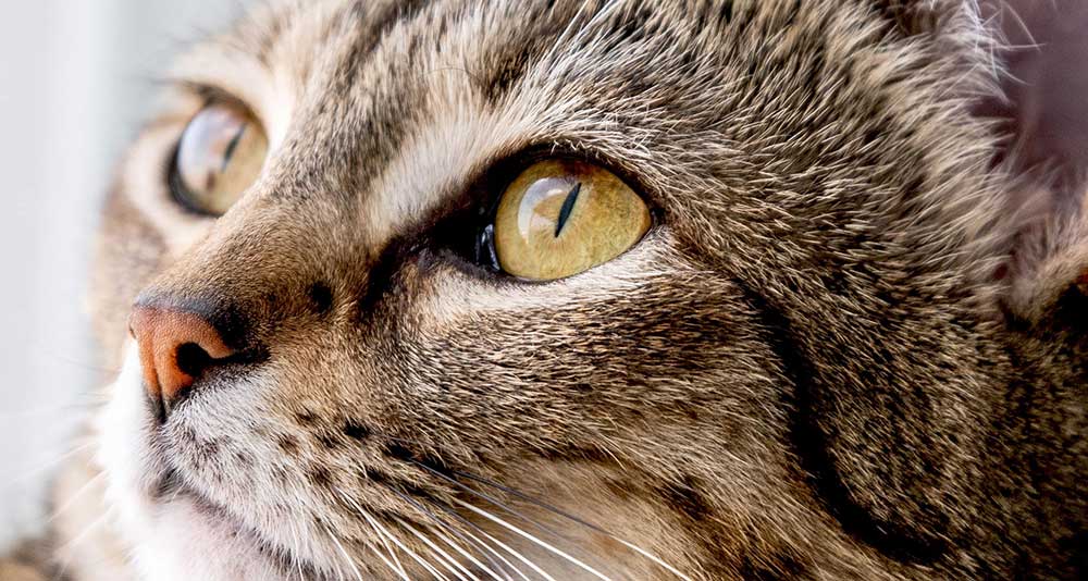 Kedilerde Göz Akıntısı, Sulanması ve Çapaklanması