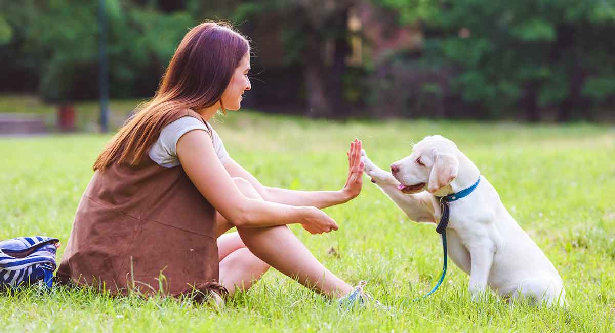 Köpeğinizle İlişkinizi Geliştirmenin En Etkili 9 Yolu