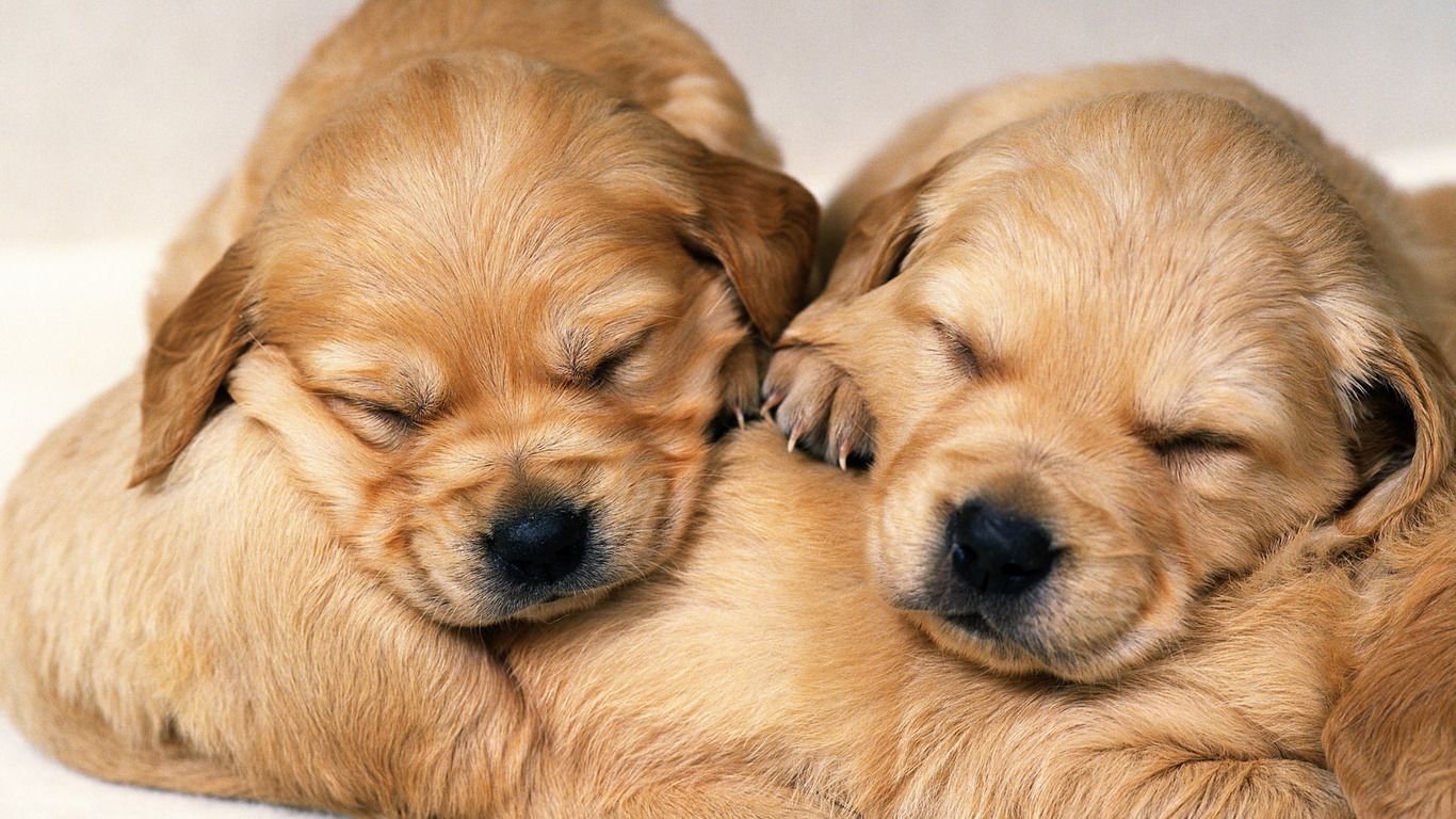 köpekler kaç saat uyur