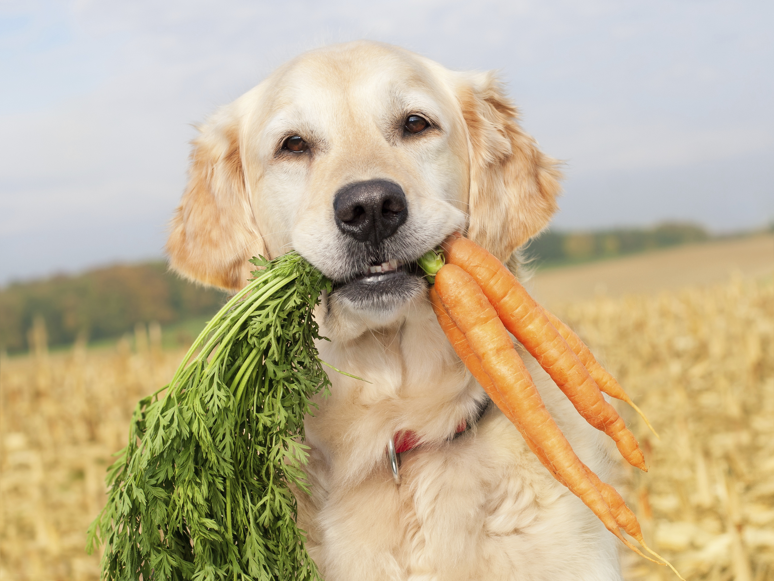 köpekler hangi sebzeleleri yer