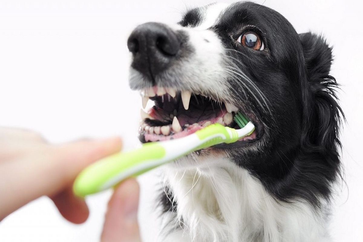 köpeklerde ağız kokusu sorunu ve çözümleri