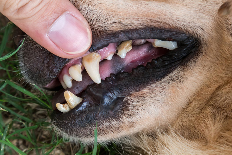 köpeklerde diş kökü erimesi