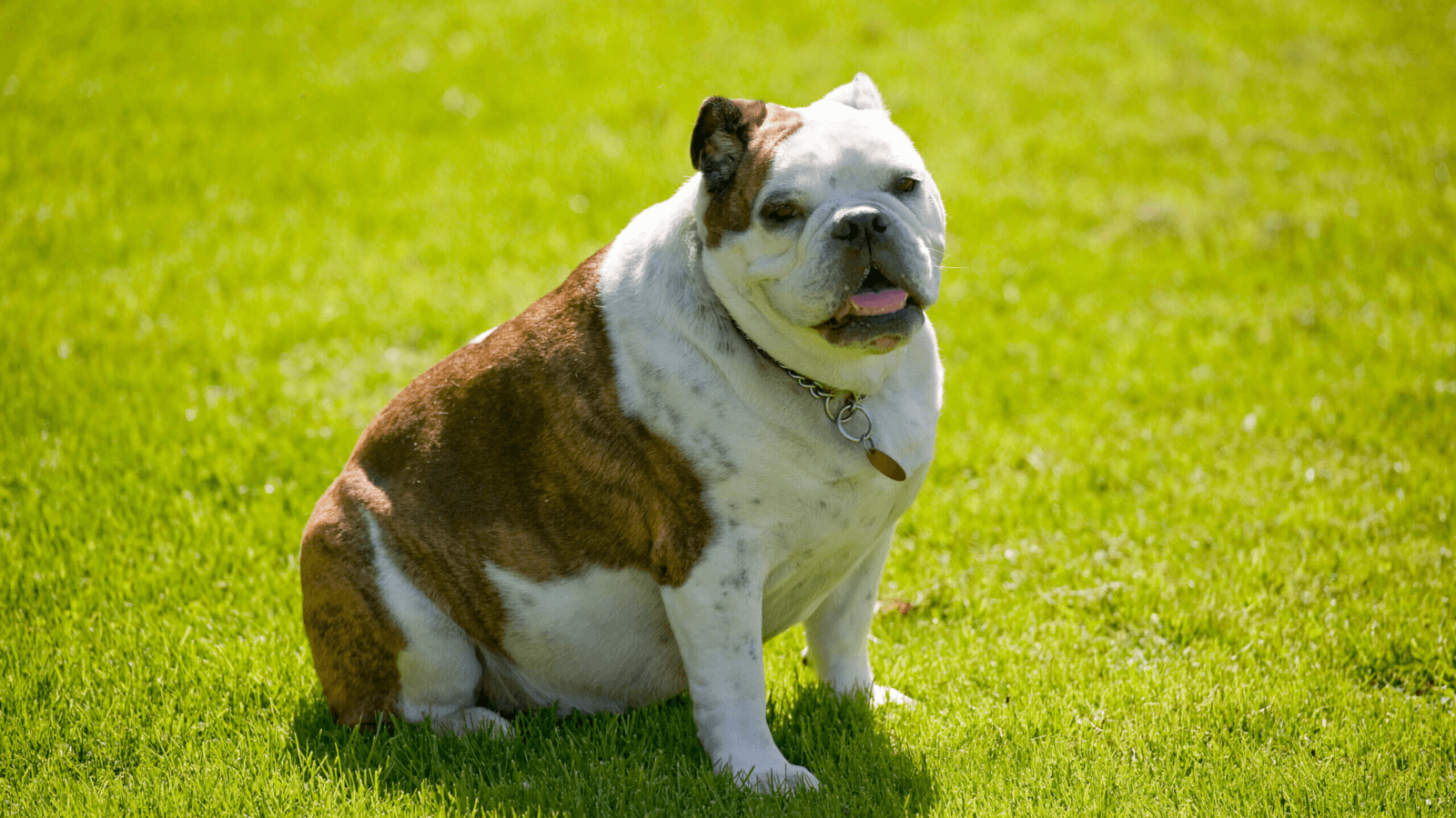 köpeklerde obezite