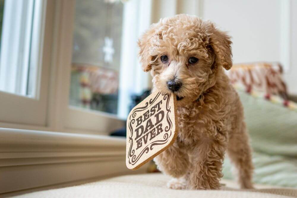 Labradoodle Köpek Irkı