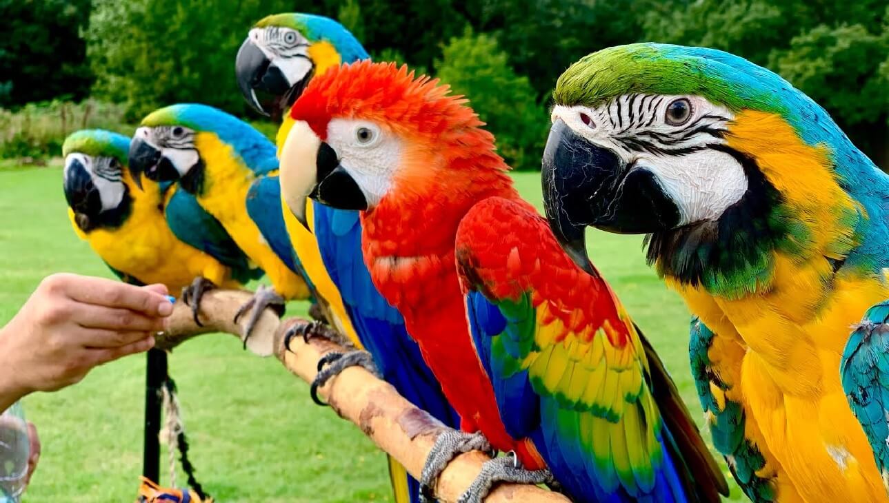 Macaw Papağanı Özellikleri 2024