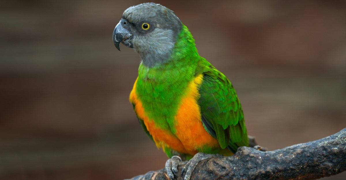 Senegal Papağanı Özellikleri