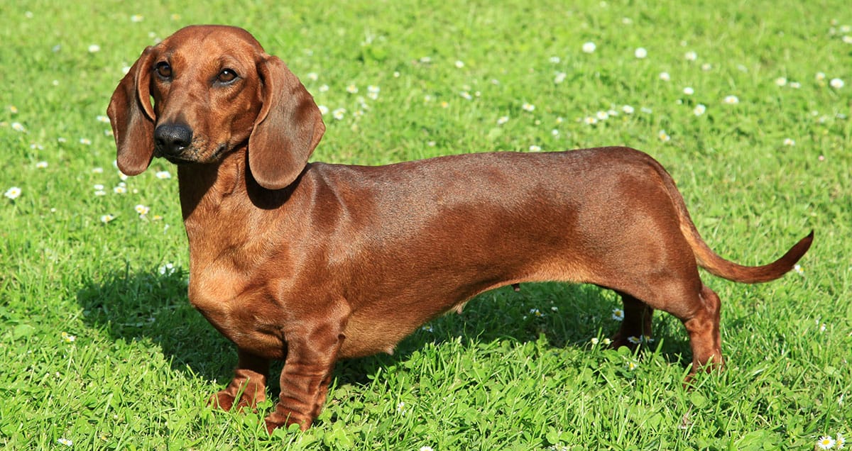 Sosis Köpek (Dachshund) Özellikleri