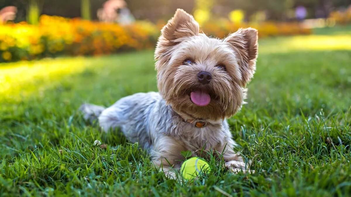Süs Köpeği Olarak Bilinen Terrier Köpek Cinsleri Hangileridir?