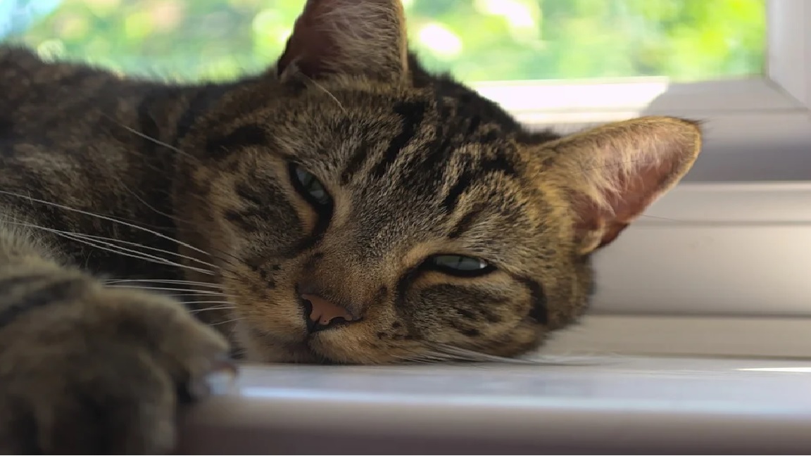 Tekir Kedi Özellikleri ve Bakımı