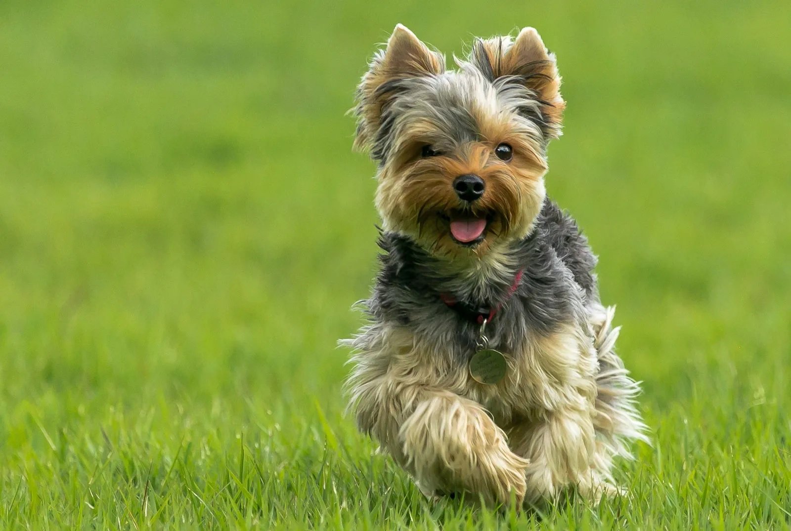 Yorkshire Terrier Özellikleri