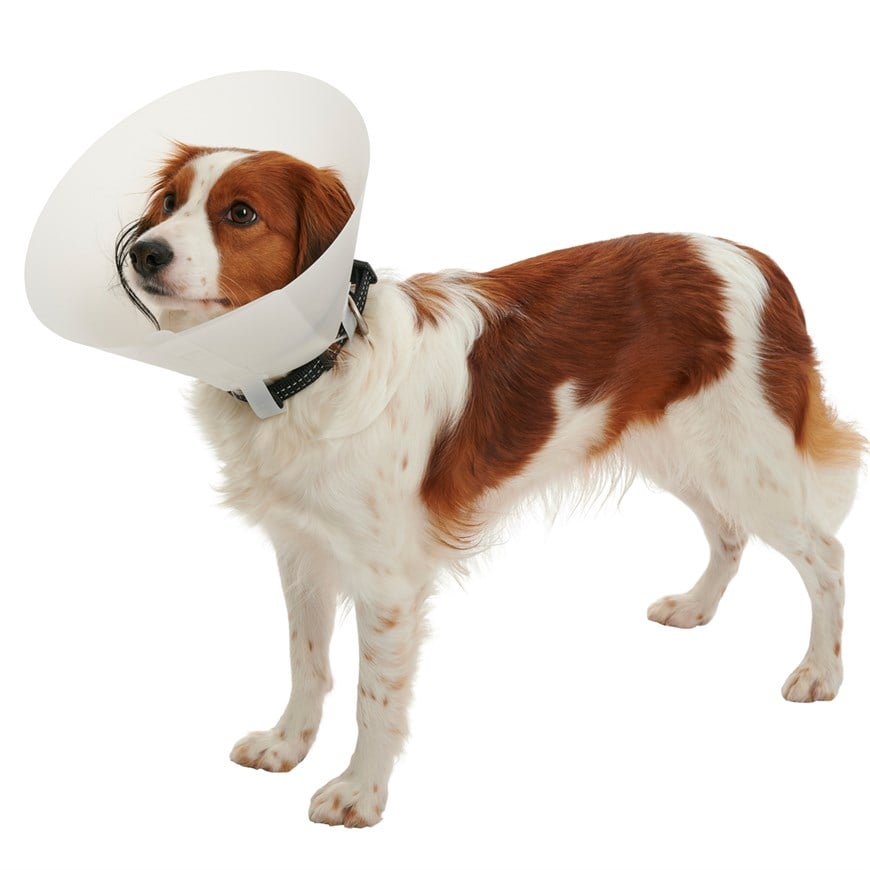 Tales Click Collar Yakalık Şeffaf 125 MM