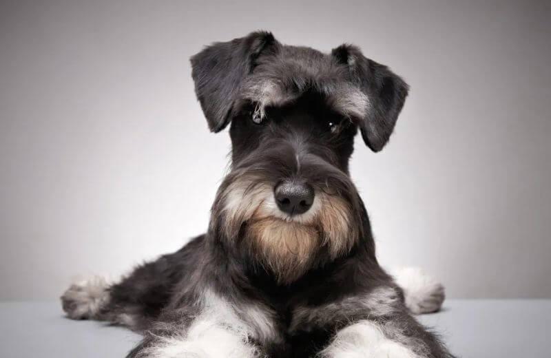 schnauzer with bow tie