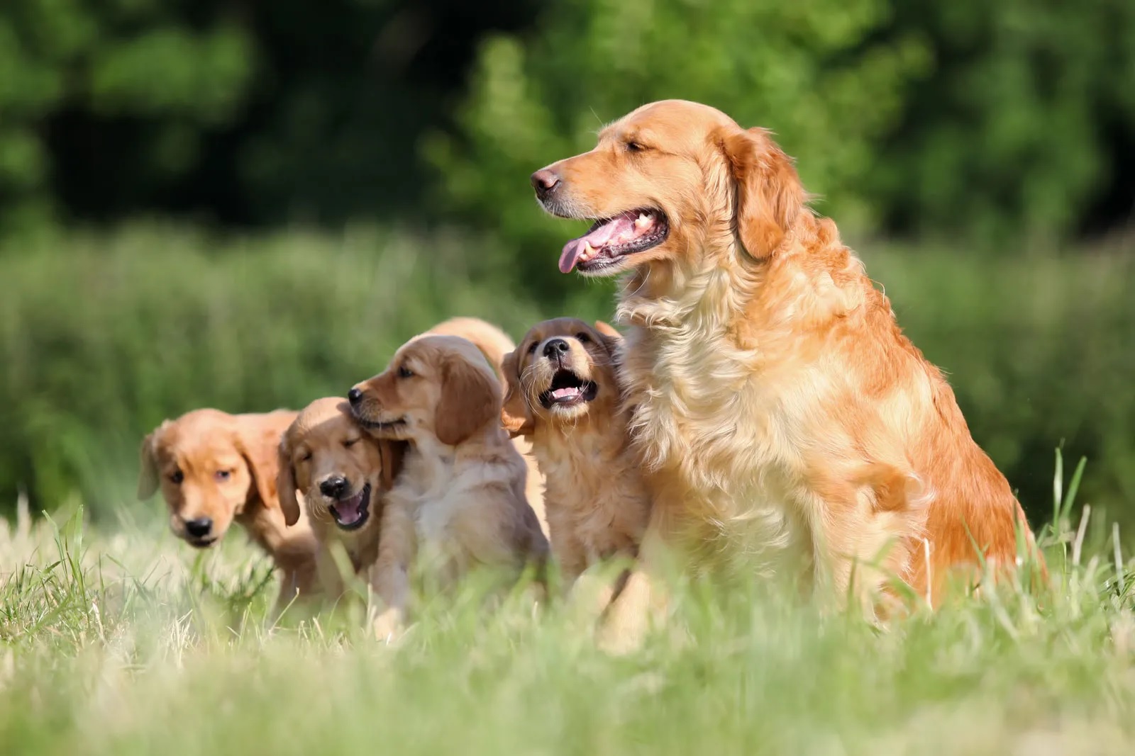 Golden Retriever Köpek Bilinmeyen Özellikleri & Bakımı