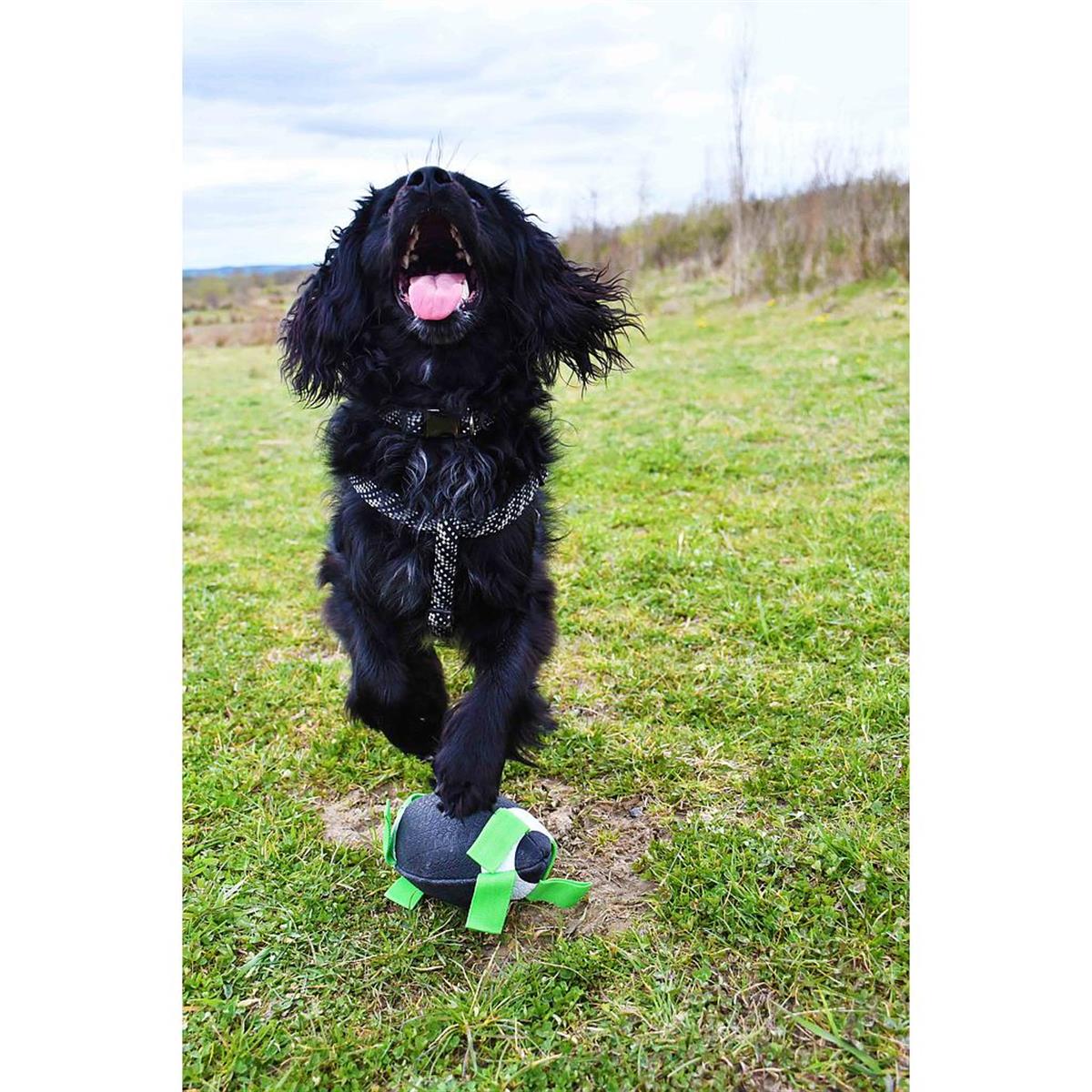 KampTop Köpek İçin Rugby 8