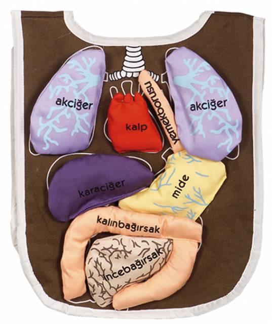 Organ Önlüğü