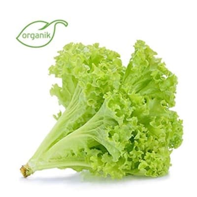 Organik Kıvırcık (adet) Salih Özkan Çiftliği-Bursa