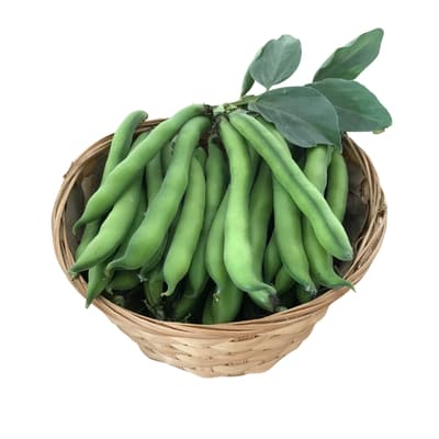 Organik Taze Bakla (500 Gr)