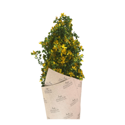 Sarı Kantaron Otu (1 Demet)