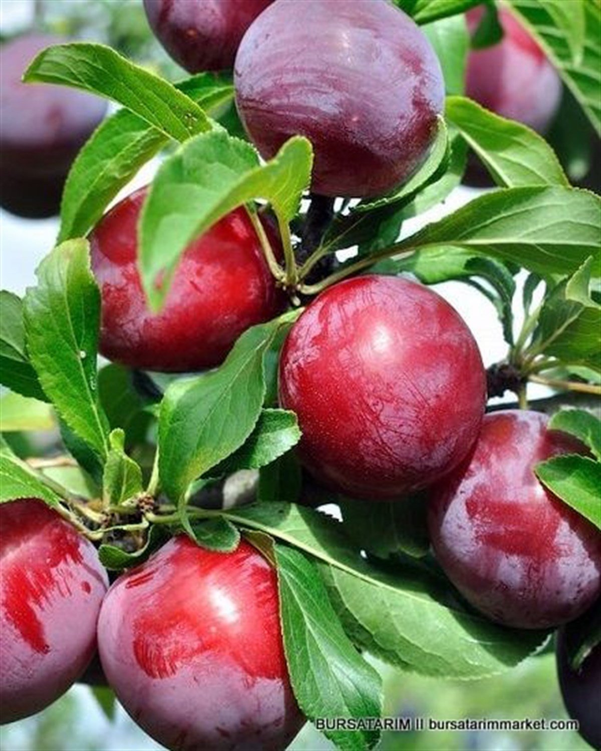 Диплоидная Слива Купить Саженцы Саженцы Бори