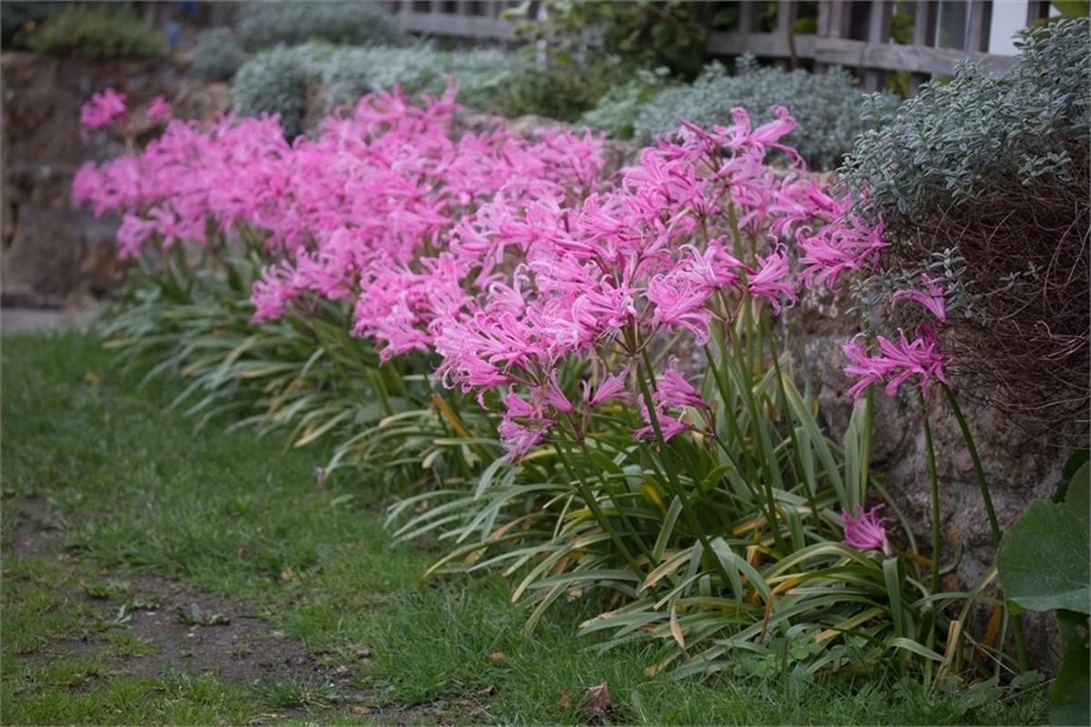 Nerine Mechanique