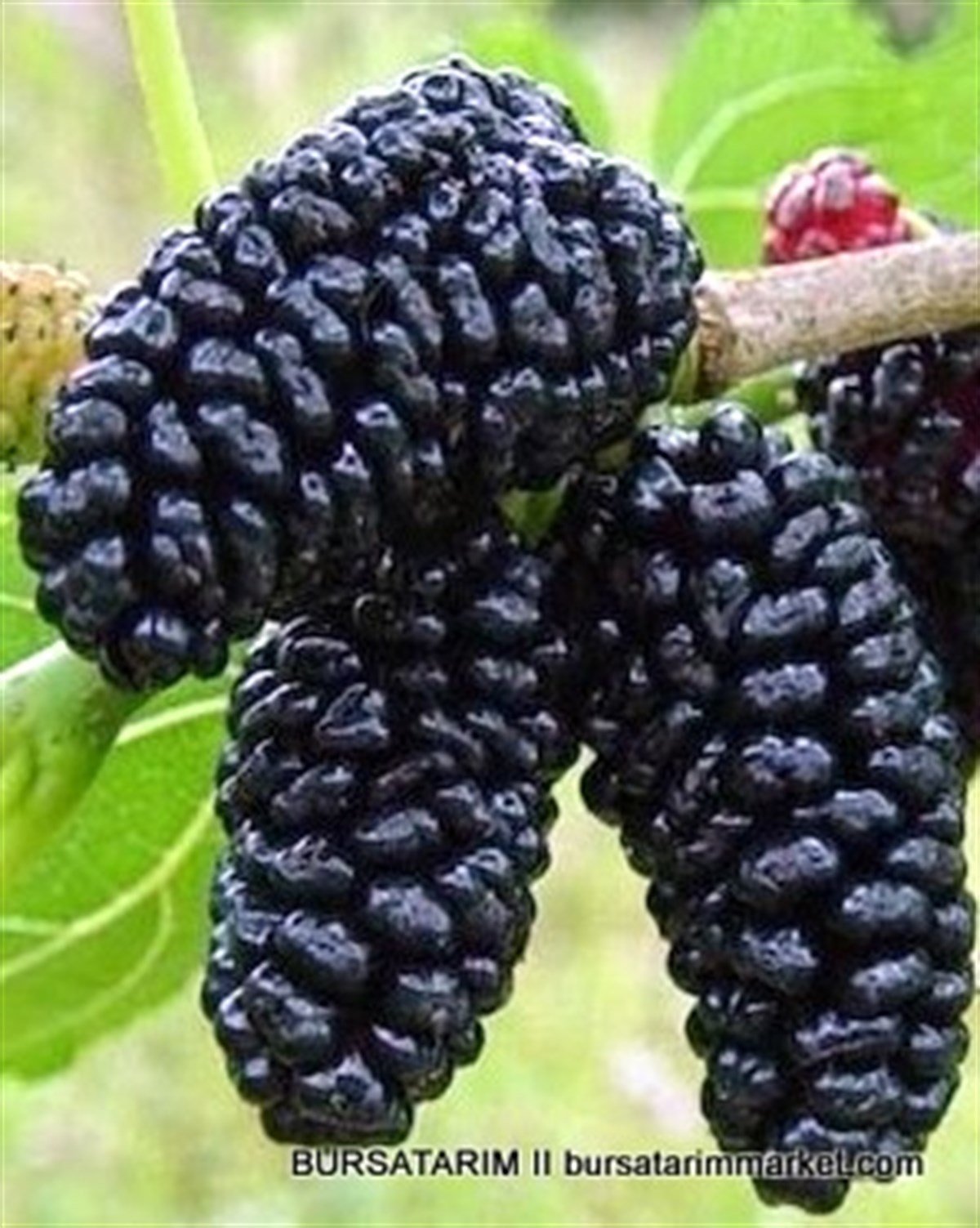 Саженцы Шелковицы Купить