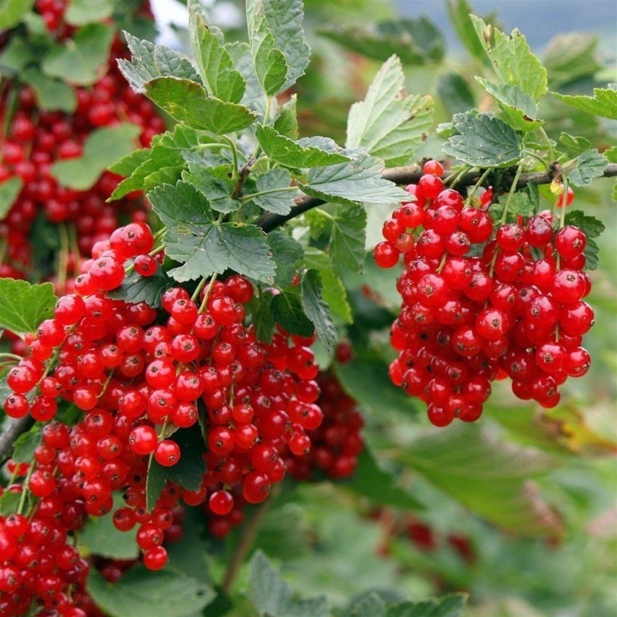 Смородина Красная Вишневая Купить