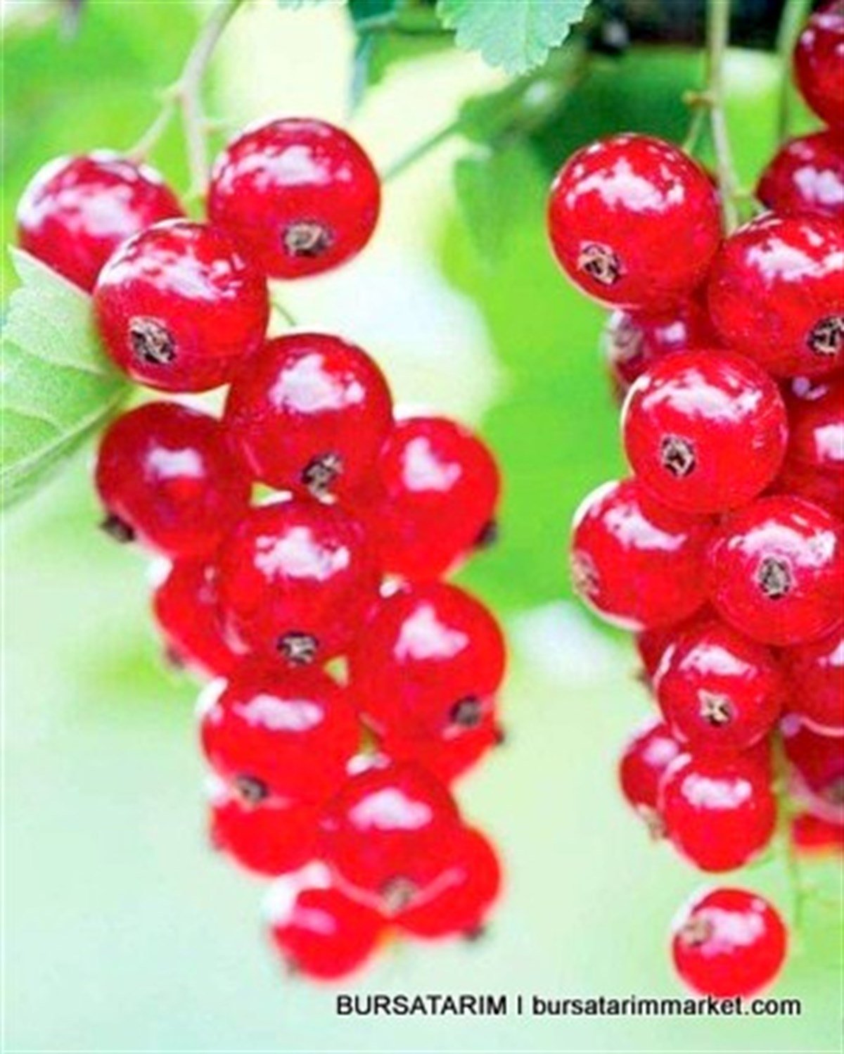 Красная Смородина Виксне Купить