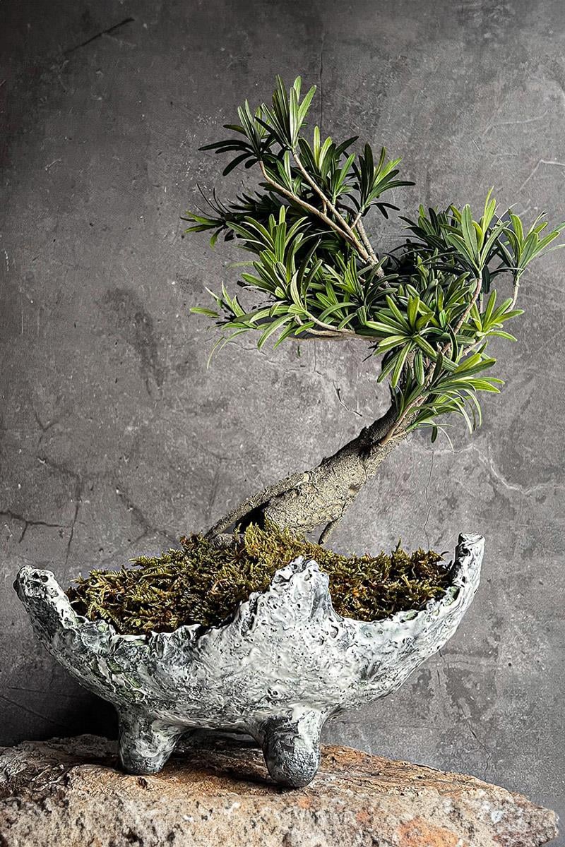 Shari El Yapm Dokulu Seramik Bonsai Sakss - Refsan