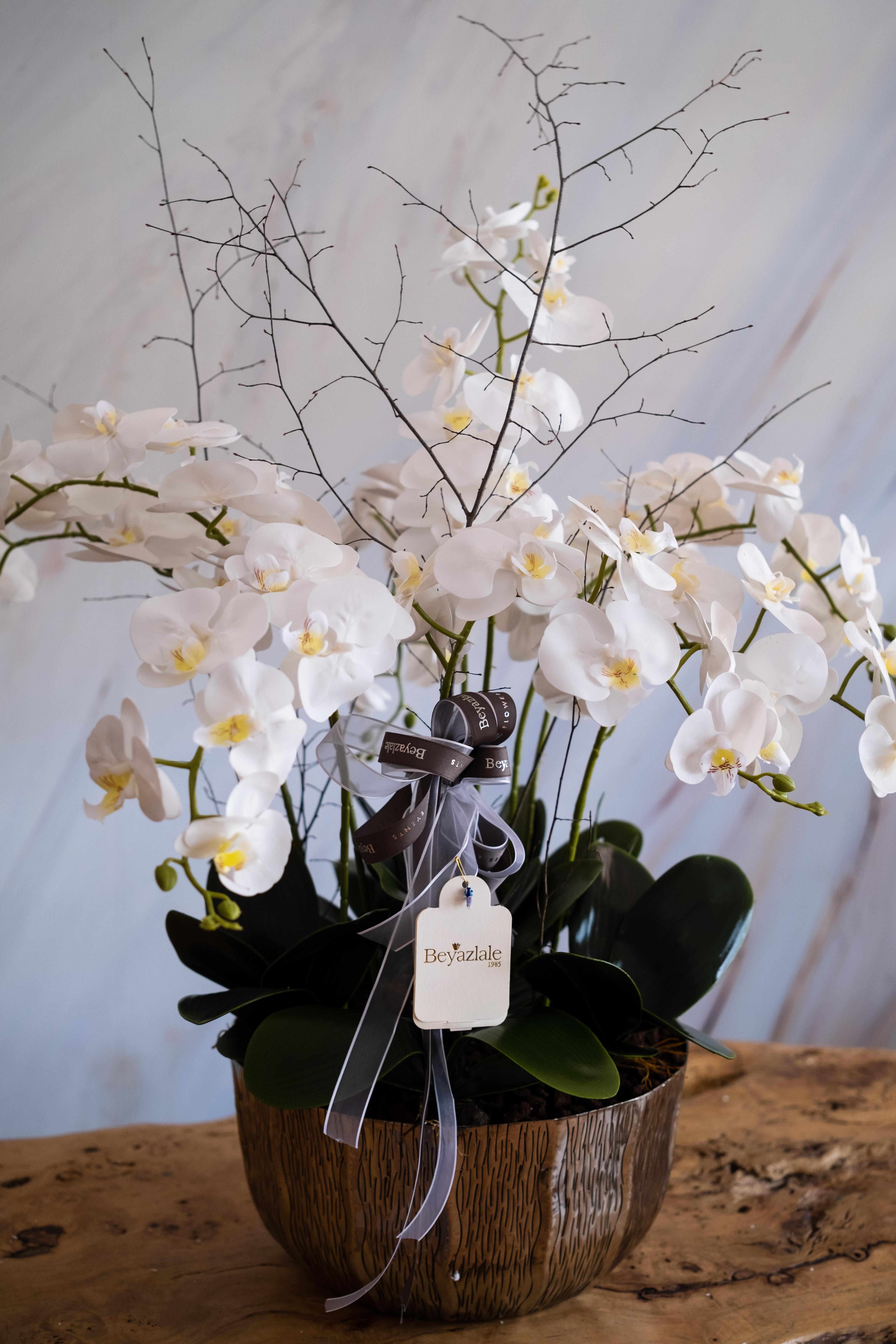 Yapay Orkide Dalı Benekli Beyaz 100 cm