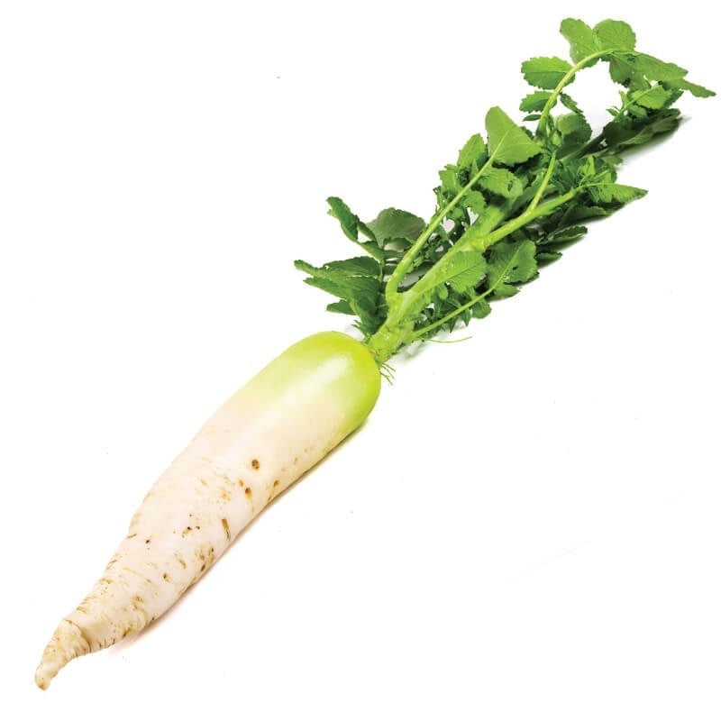 radishです。 Japanese Radish