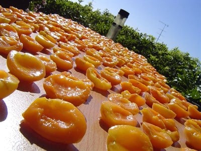 Sarı Kuru Kayısı 1 Kg Jumbo İri Boy | Meşhur Doğal Malatya Kayısısı 2024 Mahsül