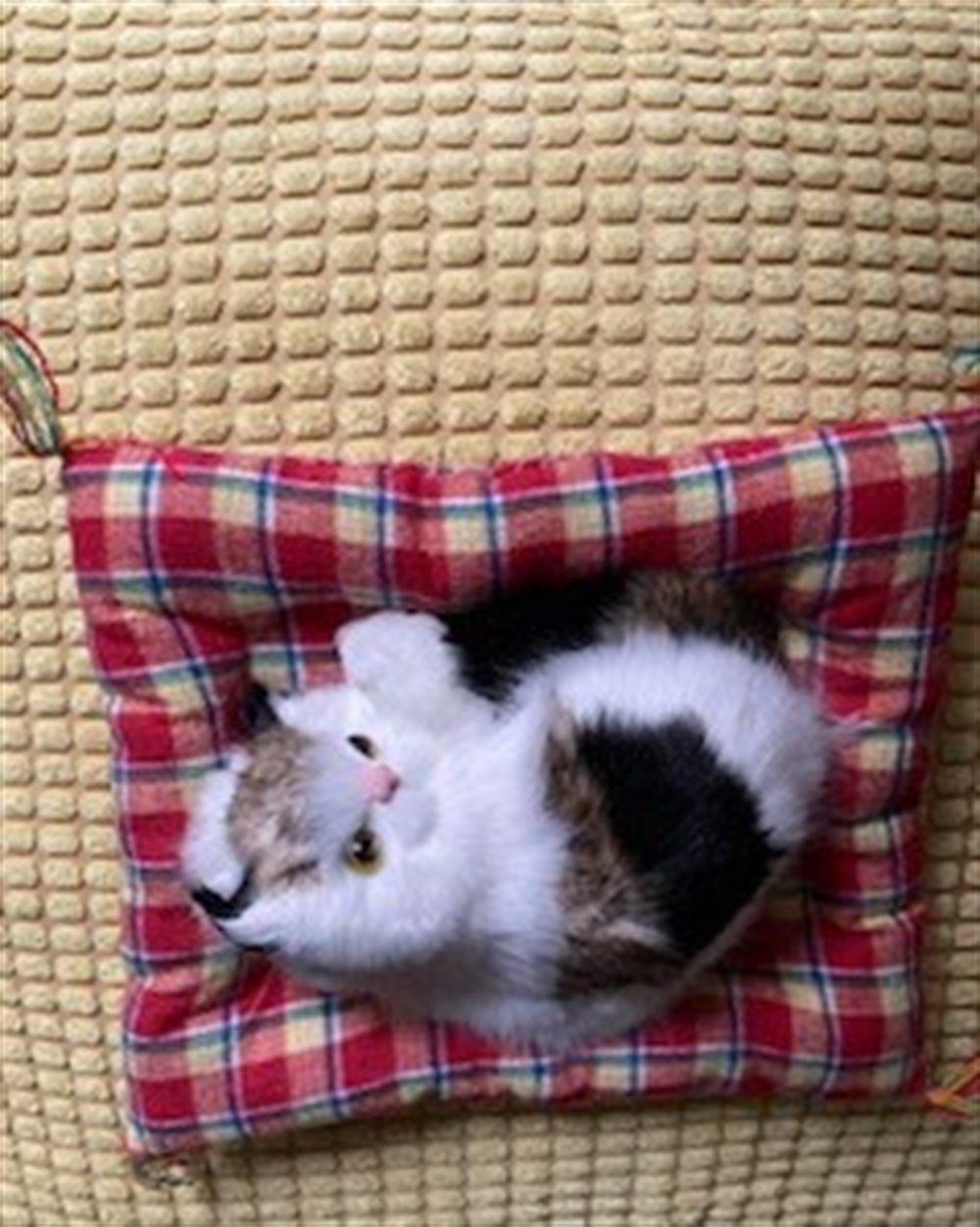 Mİnder Üzerinde Uyuyan Sevimli Kedi (Miyavlıyor bir de)