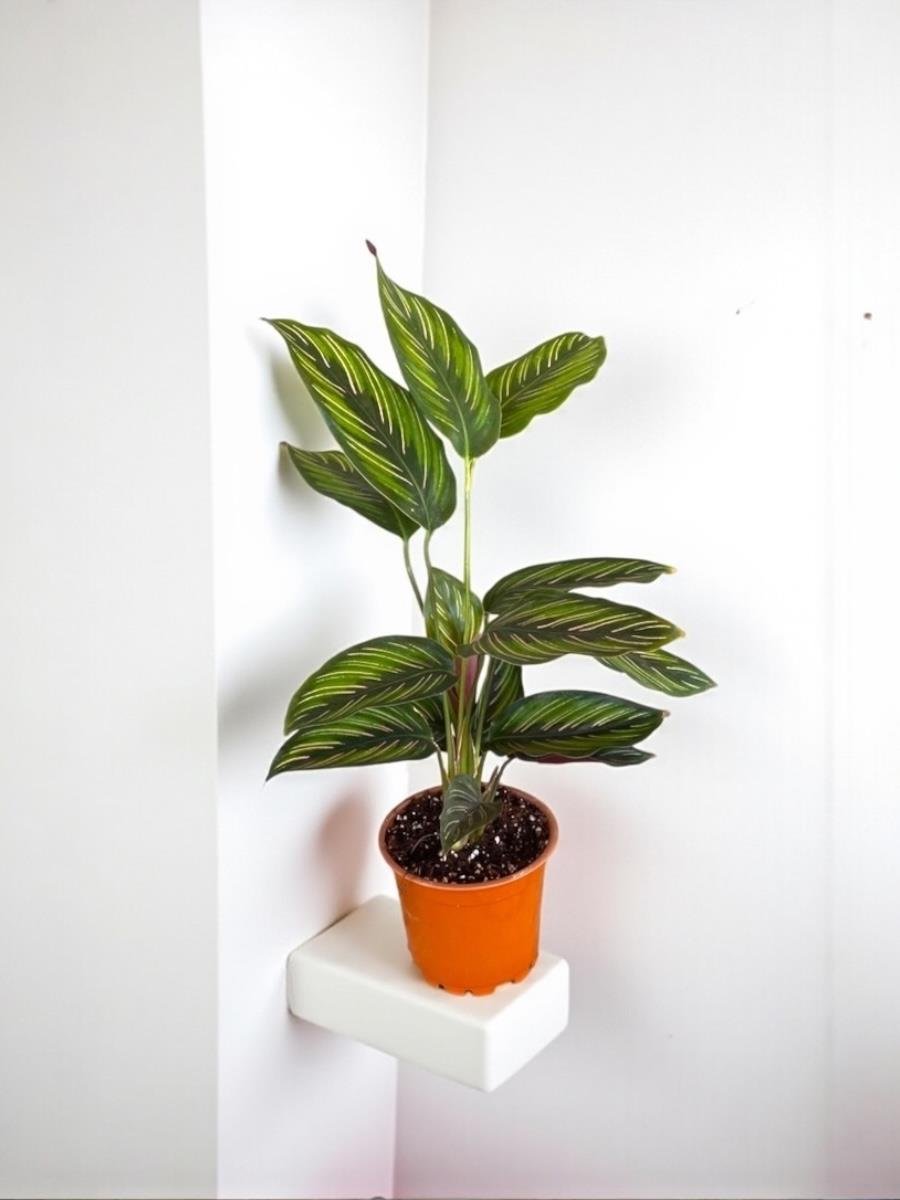 Calathea Bitkileri & Dua iei eitleri Tropikal Bakm Destei |  NadirKaktus.com