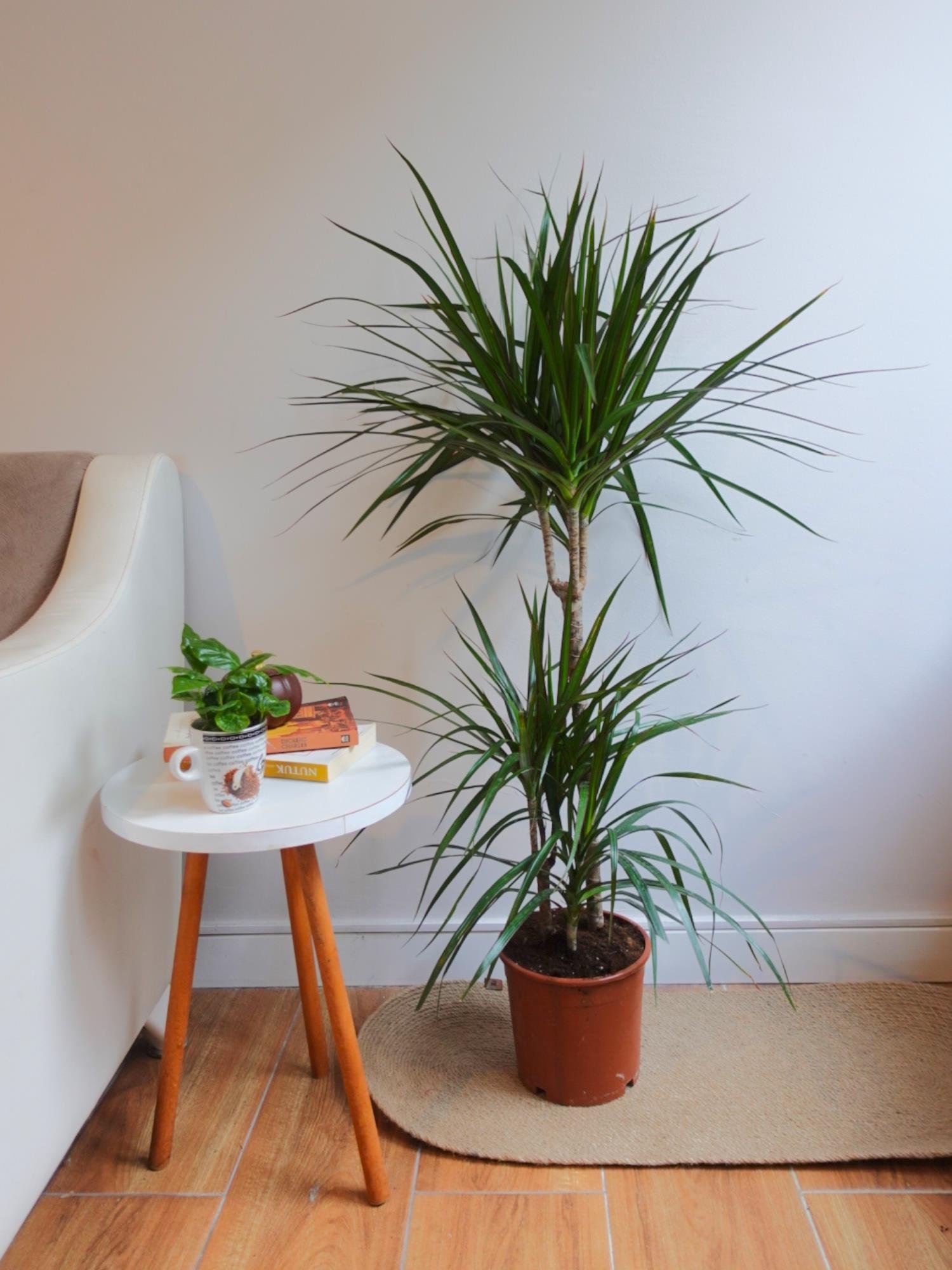 Dracena Marginata Bitkisi 3 Gvdeli Madagaskar Dragon Aac