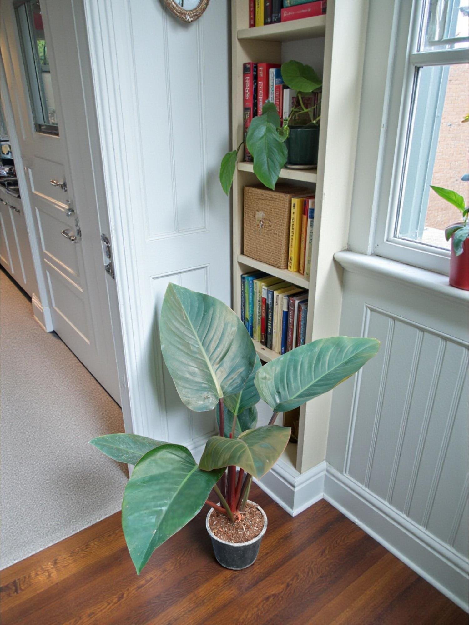 Philodendron Rojo Congo - Kzl Gvdeli Salon Bitkisi (70-80 cm) |  NadirKakts