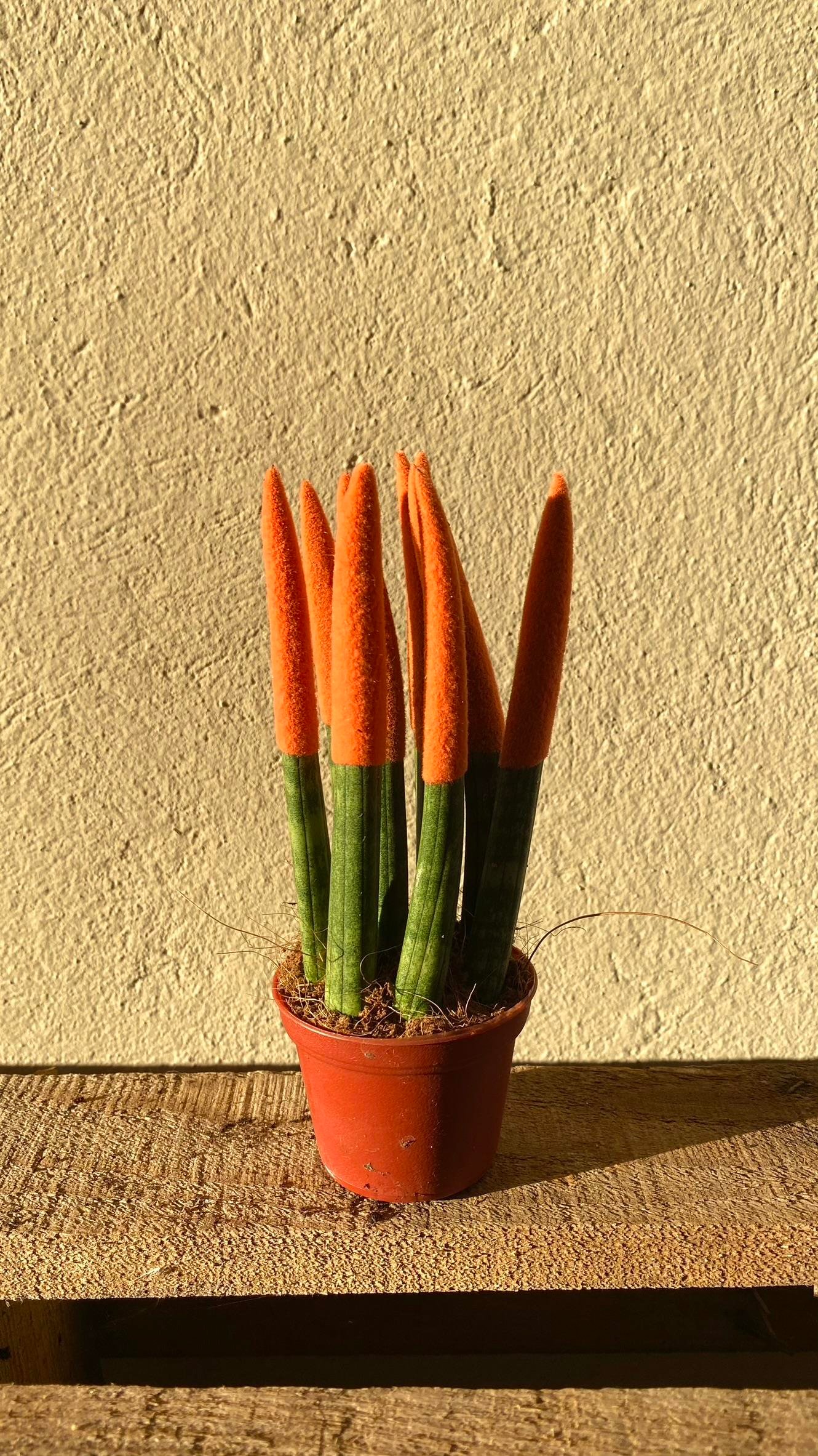Sansevieria Orange Velvet Touch (Paa Klc Turuncu Kadife) |  Nadirkaktus.com