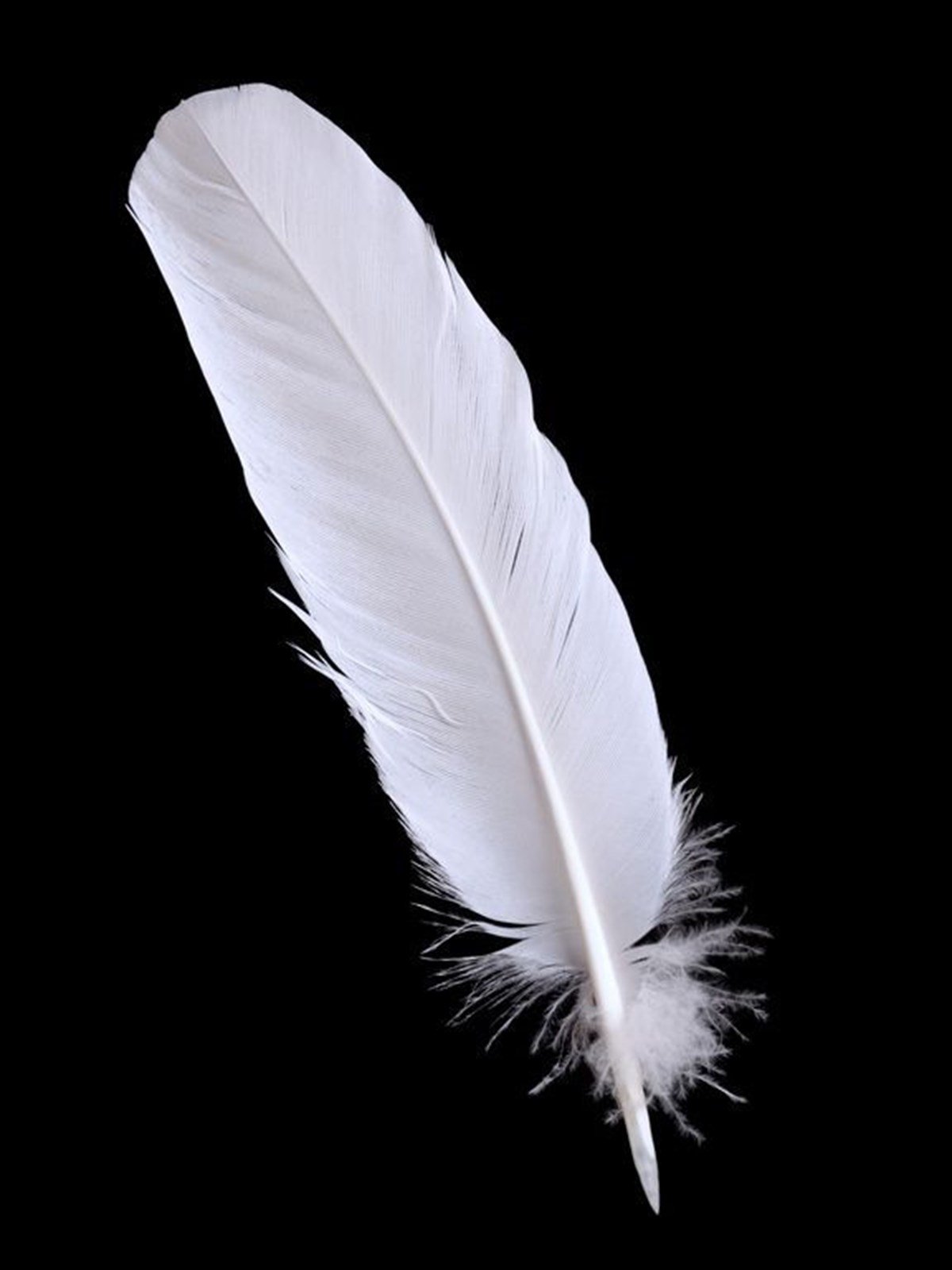 Beyaz Kuş Tüyü - Kanvas Tablo | tablolife.com
