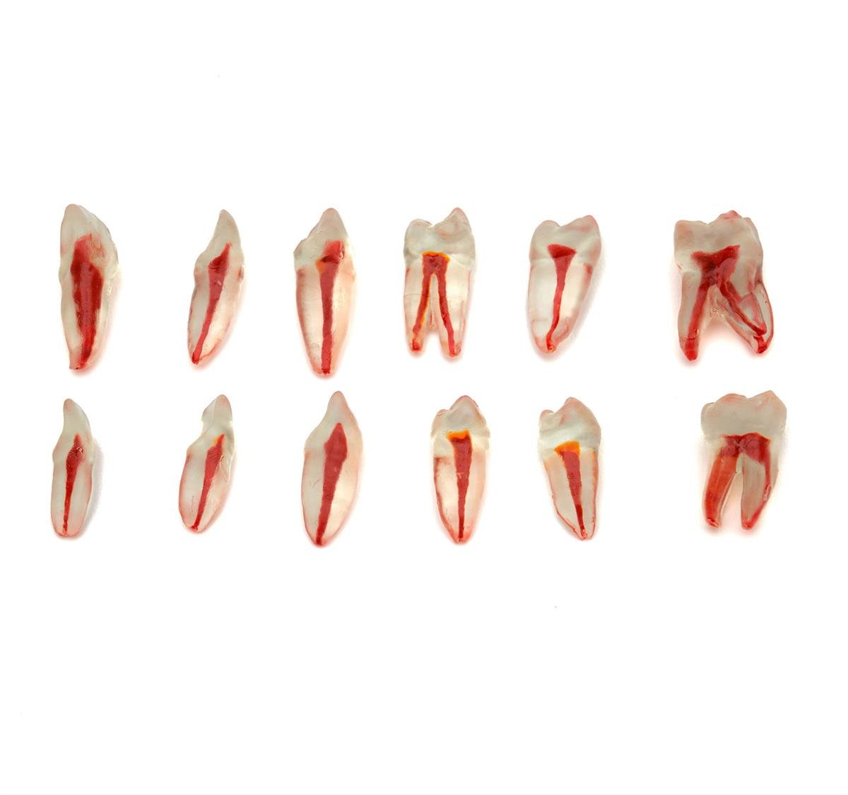 Fuji Endodontik Şeffaf Kanallı Köklü Dişler