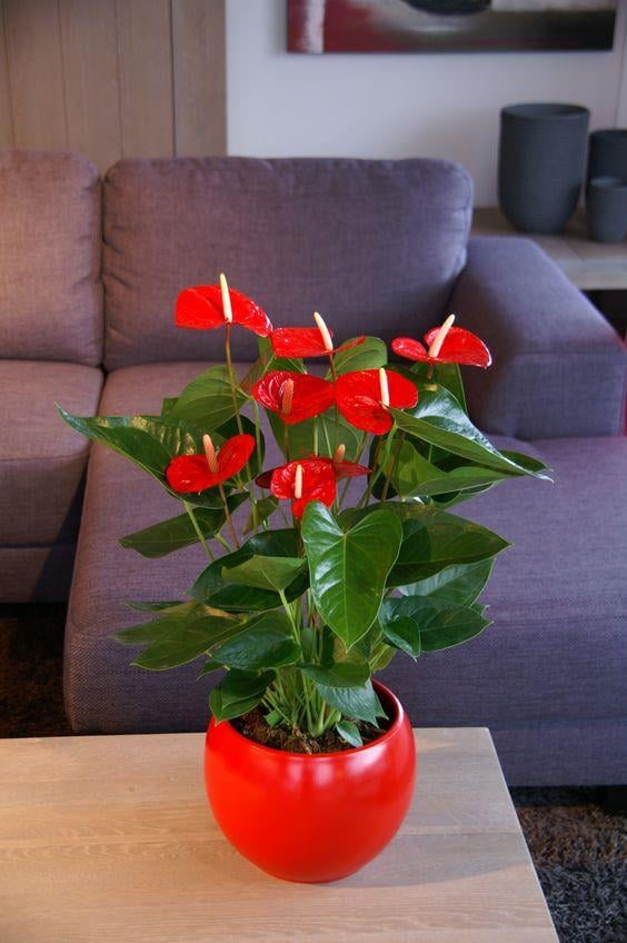 Anthurium Red (Antoryum Çiçeği)