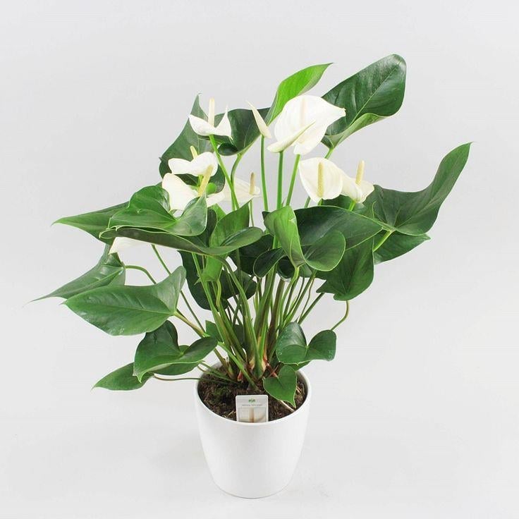 Anthurium White  (Beyaz Antoryum Çiçeği)
