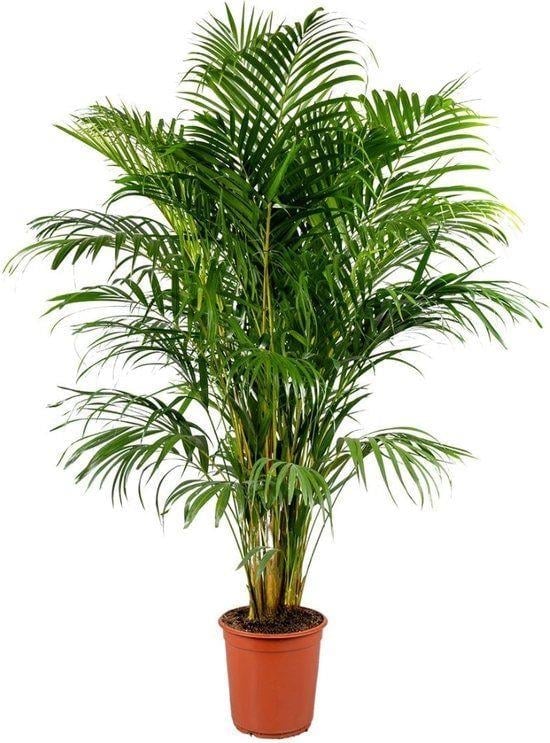Areka Palmiyesi (Areca palm) 160-180 cm