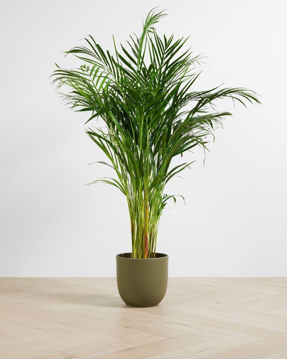 Areka Palmiyesi (Dypsis Lutescens) 130-140 cm