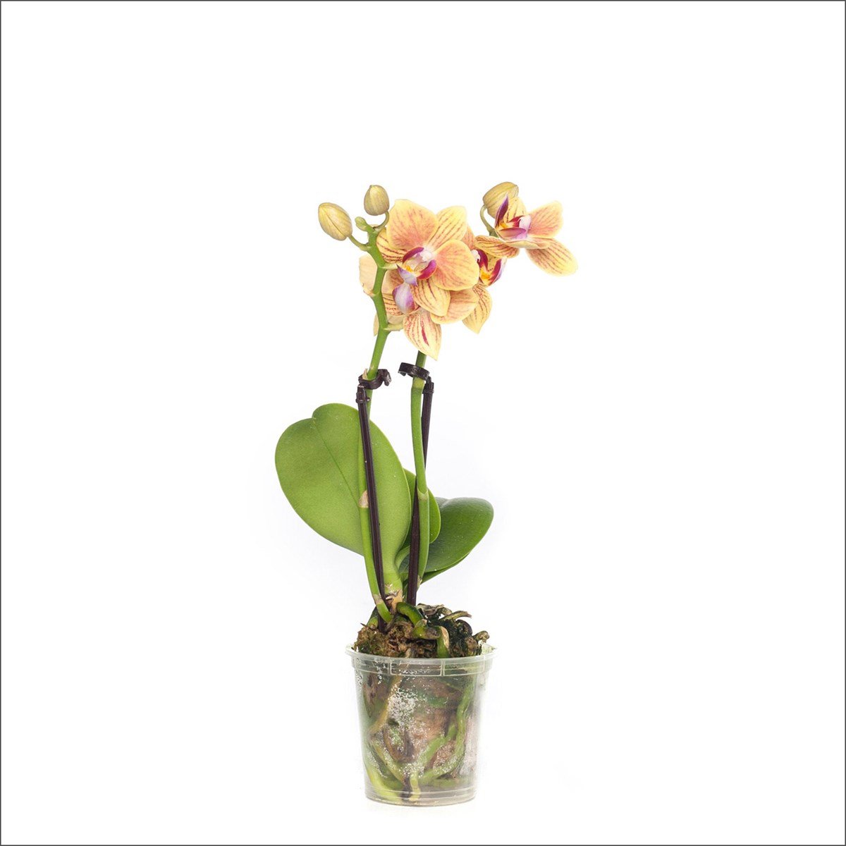 Orkide - Phalaenopsis Orchid