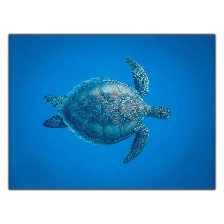 DENİZDEKİ CARETTA CARETTA KANVAS TABLO ürününe, KANVAS TABLOLAR kategorisinden hemen satın alabilirsiniz.