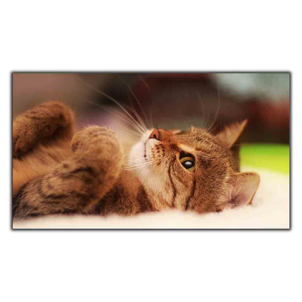 SIRTÜSTÜ YATAN KEDİ KANVAS TABLO ürününe, KANVAS TABLOLAR kategorisinden hemen satın alabilirsiniz.