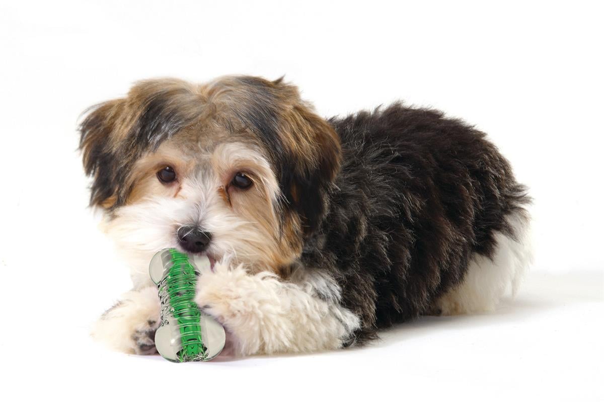 Petstages store dog bone