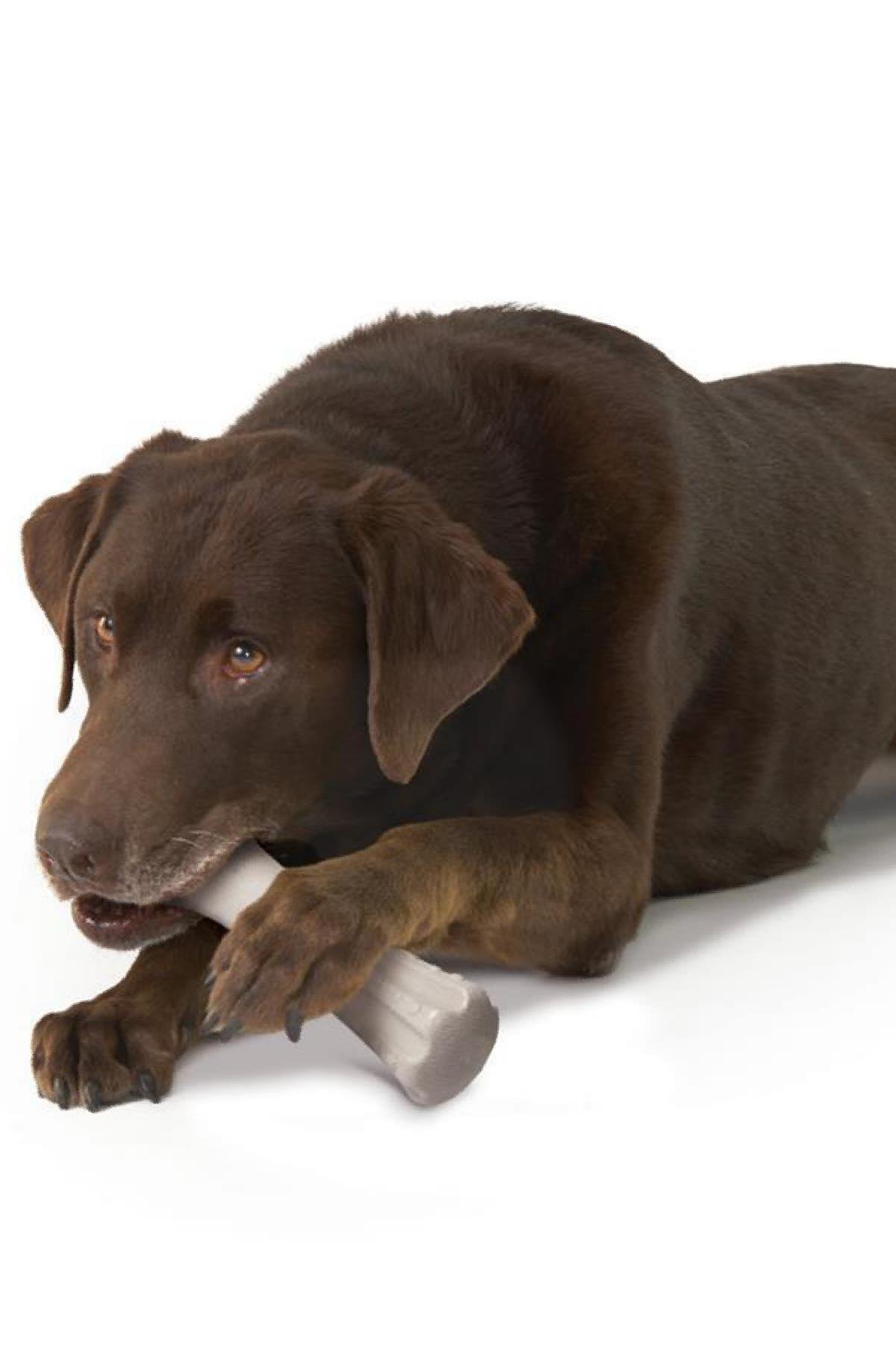 Petstages Deerhorn Antler Alternative Dog Chew Toy K pek i neme